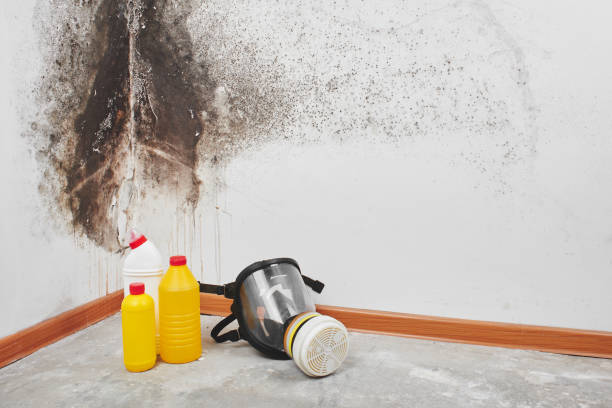 Best Commercial Mold Removal  in St Helen, MI