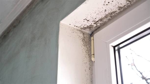 Office Mold Removal Services in St Helen, MI