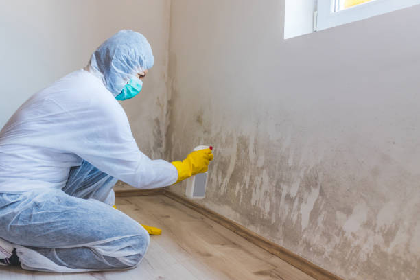 Best Commercial Mold Removal  in St Helen, MI