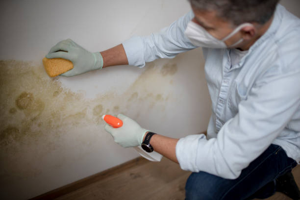  St Helen, MI Mold Removal Pros