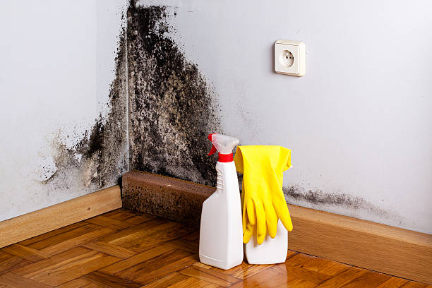 Best Attic Mold Removal  in St Helen, MI