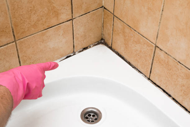 Professional Mold Removal in St Helen, MI